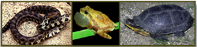 Amphibians
