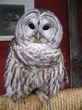 ACNW Wildlife program