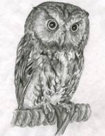ACNW Wildlife program