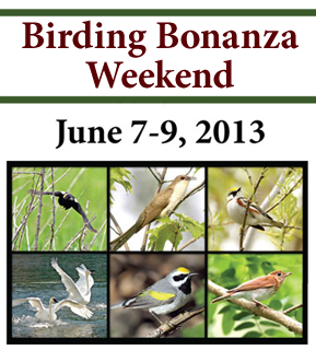 Birding Bonanza
