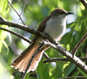 Black billed cuckoo