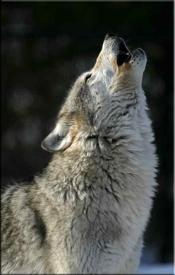 ROad Scholar Wolves