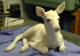 albino fawn
