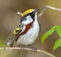 Chestnut sided warbler