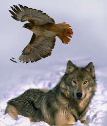 Migration Mysteries