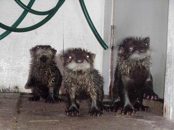 Otter Pups