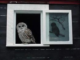 Athena in her window