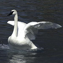 Trumpeter swan