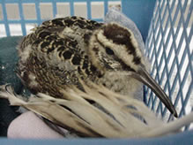 Injured Woodcock