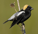 bobolink