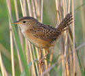 Sedge Wren